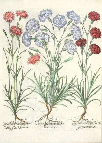 Carnations, from the Hortus Eystettensis by Basil Besler by German School