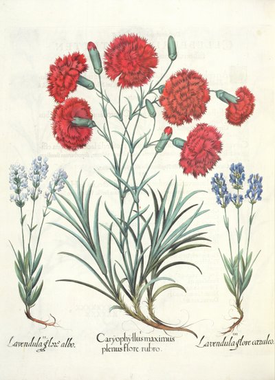 Carnations and Lavender, from the Hortus Eystettensis by Basil Besler, pub. 1613 by German School