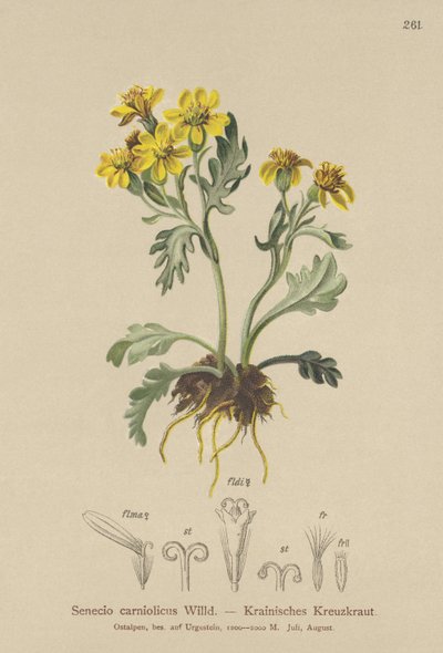 Carniolan Ragwort by German School