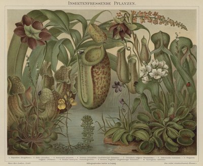 Carnivorous plants by German School