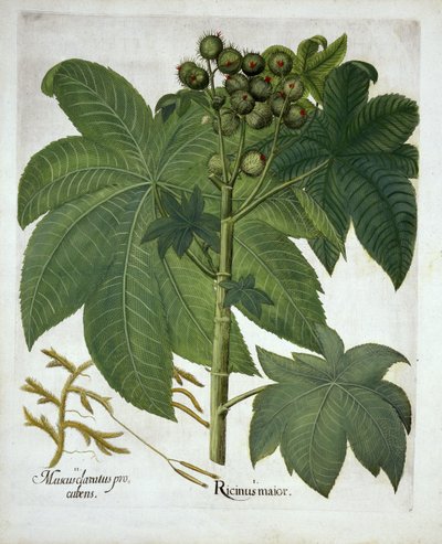 Castor Oil Plant, from Hortus Eystettensis by German School