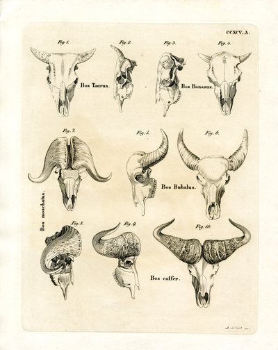 Cattle Skulls by German School
