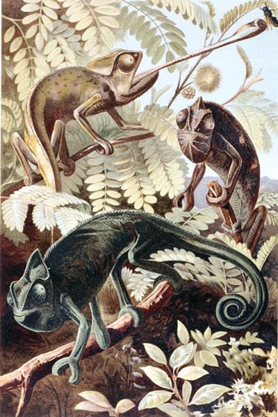 Chameleon, Plate from 