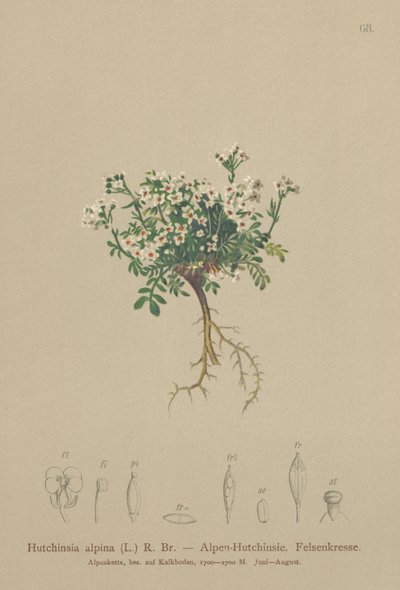 Chamois Cress by German School