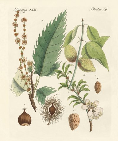 Chestnuts and Almonds by German School