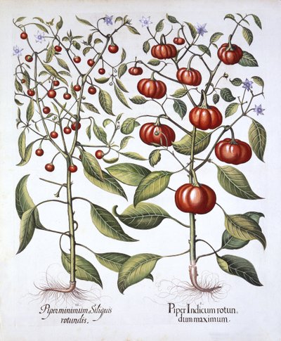Chili Pepper [Nightshade Family], from Hortus Eystettensis by German School