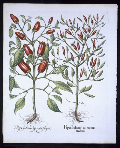 Chilli Pepper plants, from the Hortus Eystettensis by Basil Besler, pub. 1613 by German School