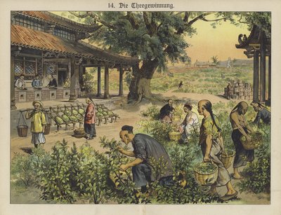 Chinese Tea Plantation by German School