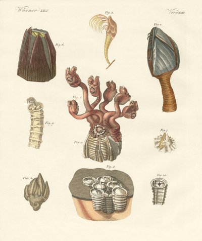 Cirrhipodas, Bristleworms or brachiopods by German School