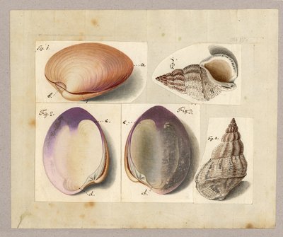 Clam and Sea Snail: Venus Mercenaria Linnaei, Buccino Glacioli Linnaei, 1785 by German School