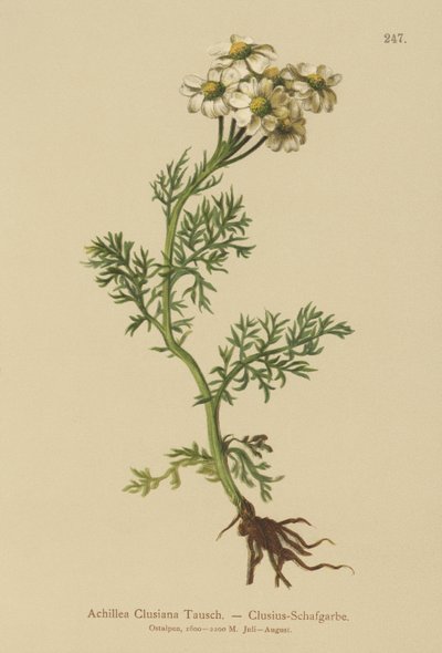 Clusius Yarrow by German School
