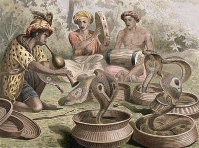 Cobra, plate from Brehms Tierleben by German School