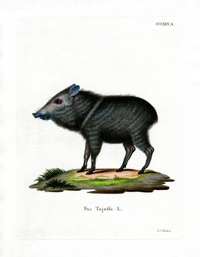 Collared Peccary by German School