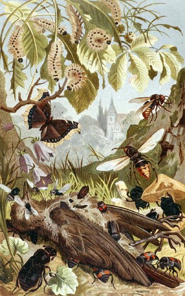 Combined Power of Insects, plate from Brehms Tierleben by German School