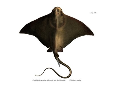 Common Eagle Ray by German School