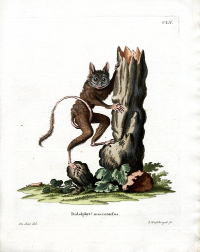 Common Mouse Opossum by German School