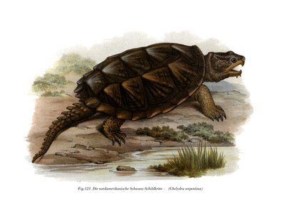 Common Snapping Turtle by German School