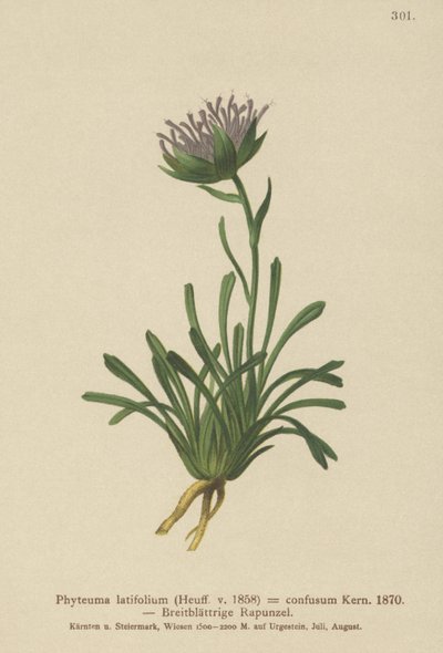 Confused Rampion by German School
