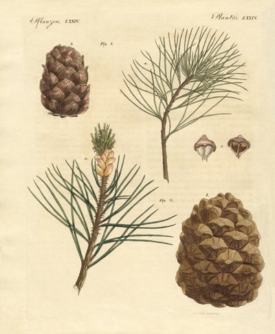 Coniferous woods with eatable fruits by German School
