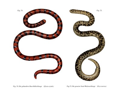 Coral Cylinder Snake by German School