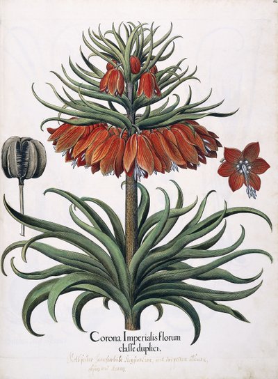 Corona Imperialis Florum, 1613 by German School