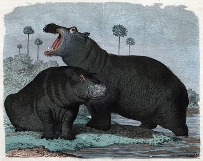 Couple of Hippopotamus. In 