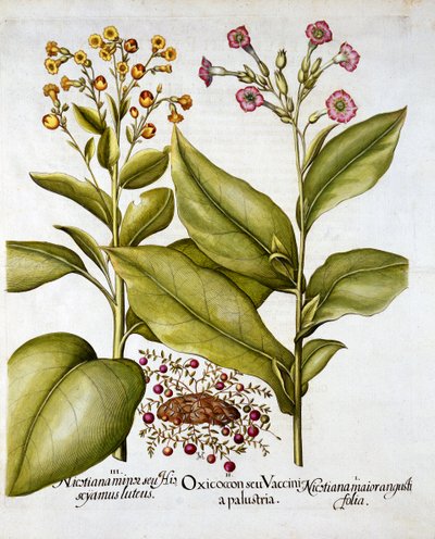 Cranberry and Flowering Tobacco, from Hortus Eystettensis by German School