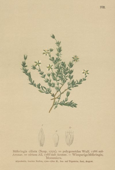 Creeping Sandwort by German School
