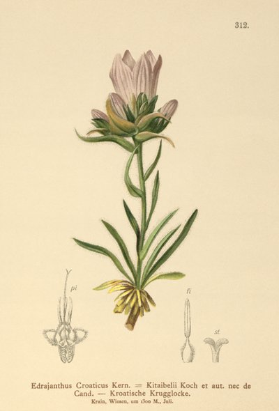 Croatian Grassy Bell by German School