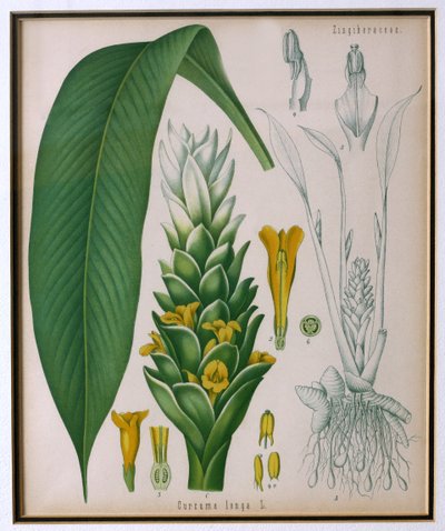 Curcuma longa (turmeric) from Kohler