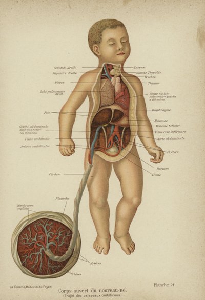 Cutaway diagram showing the internal organs of a newborn baby and its umbilical cord by German School
