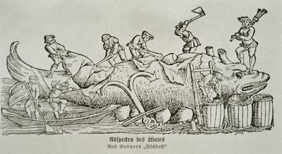 Cutting Up a Whale by German School