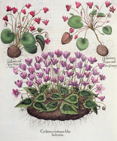 Cyclamen, from the Hortus Eystettensis by Basil Besler, pub. 1613 by German School