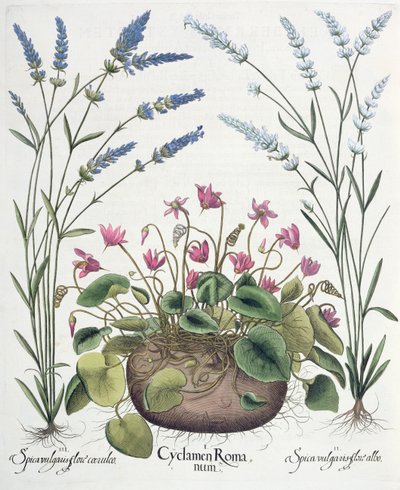 Cyclamen and Lavender, from the Hortus Eystettensis by Basil Besler, pub. 1613 by German School