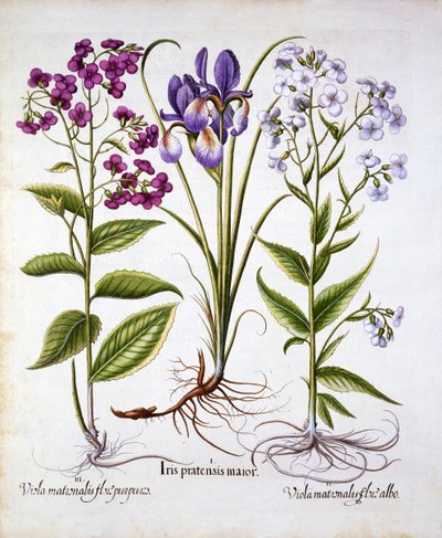Dames Violet and a Field Iris, from Hortus Eystettensis by German School