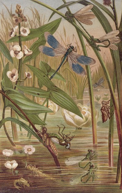 Damselfly Hatching, plate from Brehms Tierleben by German School