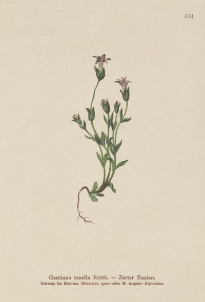 Danes Dwarf Gentian by German School