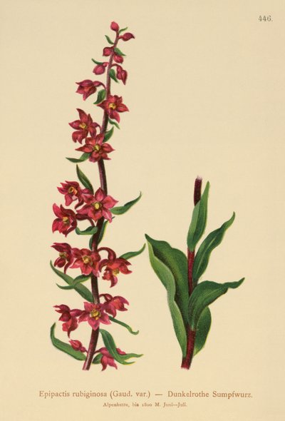Dark-red Helleborine by German School