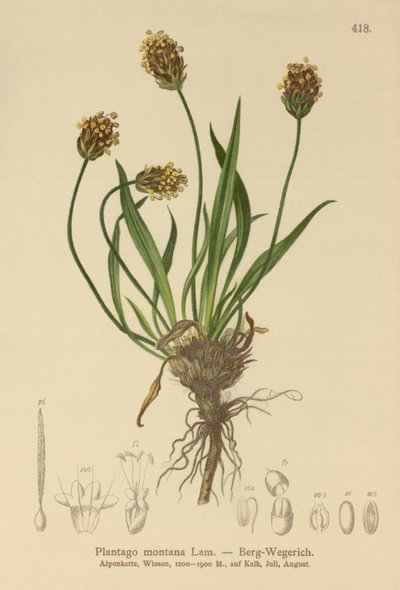 Dark Plantain by German School