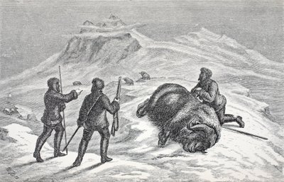 Death of the Musk Ox, London 1874 by German School