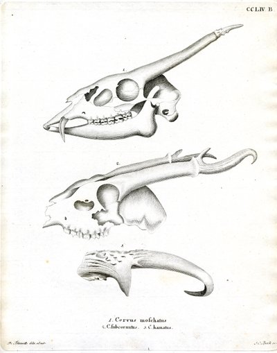 Deer Antlers by German School