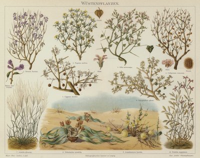 Desert plants by German School