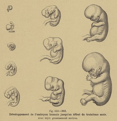 Development of the Human Embryo in the First Three Months of Pregnancy by German School