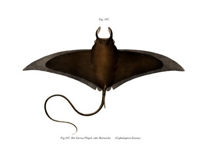 Devil Fish by German School