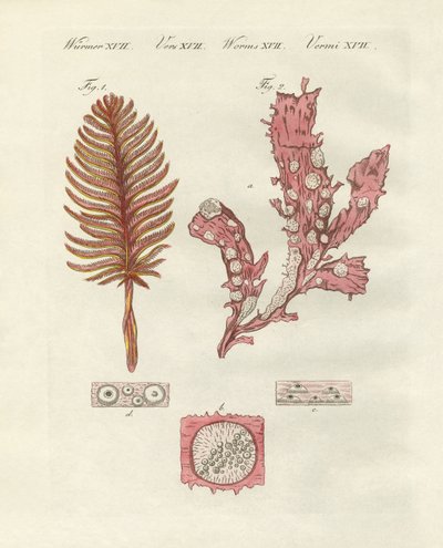 Different kinds of zoophytes or ornamental plants by German School