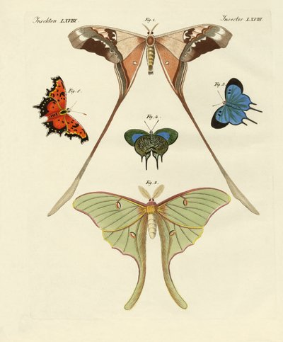 Different Kinds of Foreign Butterflies by German School