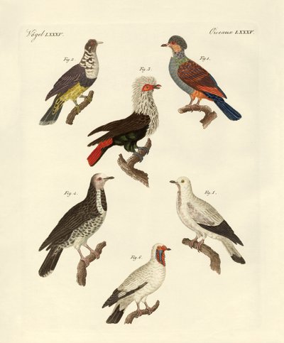 Different Kinds of Foreign Pigeons (coloured engraving) by German School