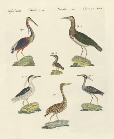 Different kinds of herons by German School