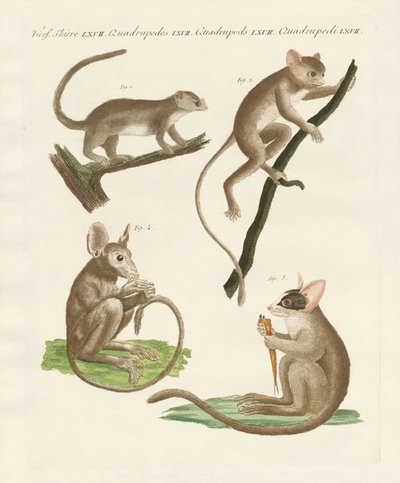 Different Kinds of Lemurs by German School