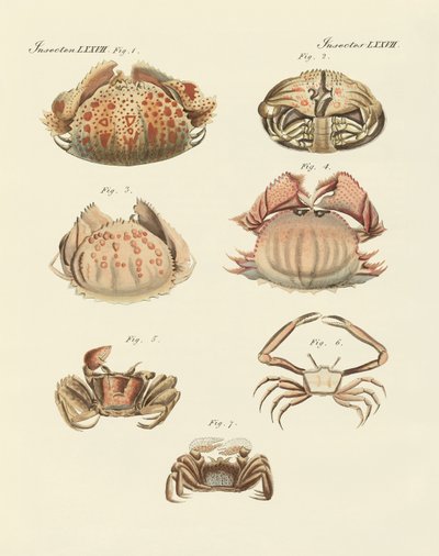Different kinds of shrimps and crabs by German School